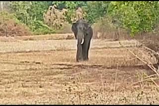 wildAnimals_ attacks in tumkur