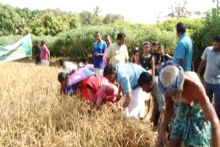 ഇടനാട്  ഇടനാട് പാടശേഖരം  കൊയ്ത്തുത്സവം  കോതമംഗലം  harvest in edanadau paddy field  edanadau paddy field  koithulsavam