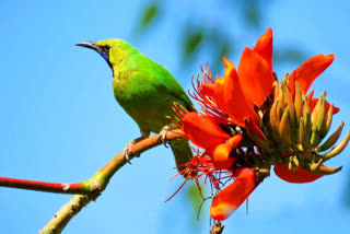 জৰডোন্স লীফবাৰ্ড