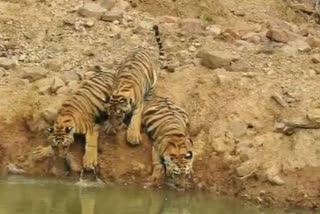 In Maharashtra, a tiger came out of the wilderness to thirst with his children.