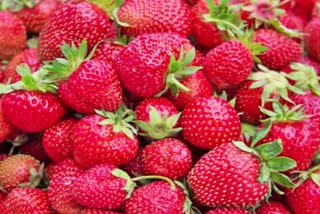 strawberry farming in Palwal