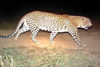 Mandya:  Leopard Attack