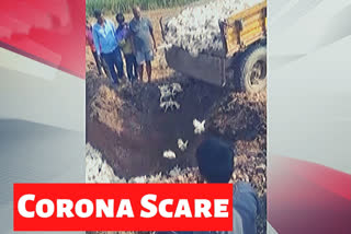 Corona scare: Six thousand chickens buried alive in Karnataka