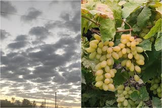 Grapes Crop