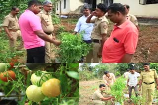 organic vegetable farming  rajapuram police station  നൂറുമേനി വിളയിച്ച് രാജപുരം പൊലീസ് സ്റ്റേഷന്‍  കൃഷിക്കാരായി പൊലീസുകാര്‍  കാസര്‍കോട്  കാസര്‍കോട് പ്രാദേശിക വാര്‍ത്തകള്‍  kasargod latest news  kasargod local news