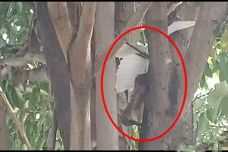 A series of stork deaths in mysore