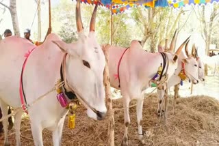 cattels, cows fair in chitradurga