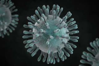 Corona virus