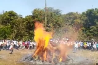 extracting coconut from a burnt fire in holi festival at ratnagiri