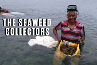 seaweed collectors
