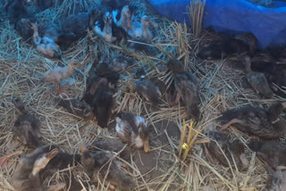 ducks are dying in Palakkad Palakkad പാലക്കാട് താറാവ് മൃഗസംരക്ഷണവകുപ്പ്