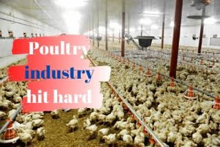 Poultry Industry