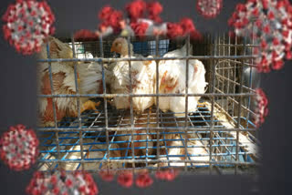 chicken sale slow down due to amid corona virus in ghaziabad