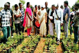 wanaparthy-collector-yasmin-basha-visited-nurseries-in-district