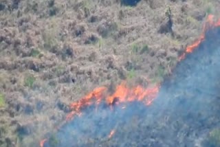 kodaikanal forest fire