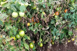 Farmers crops damaged