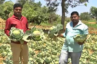 Farmer destroyed crop, Farmer destroyed crop for Vegetable rate down, Farmer destroyed crop for Vegetable rate down in Hubli, ಬೆಳೆ ನಾಶ ಪಡಿಸಿದ ರೈತ, ತರಕಾರಿ ಬೆಲೆ ಕುಸಿತದಿಂದ ಬೆಳೆ ನಾಡ ಪಡಿಸಿದ ರೈತ, ಹುಬ್ಬಳ್ಳಿಯಲ್ಲಿ ತರಕಾರಿ ಬೆಲೆ ಕುಸಿತದಿಂದ ಬೆಳೆ ನಾಡ ಪಡಿಸಿದ ರೈತ,