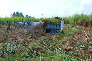 கரும்பு இனிப்பானது