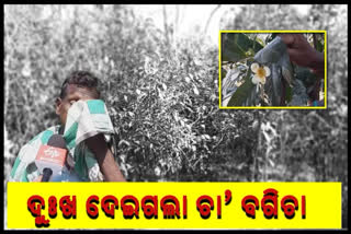 tea-garden-closed-since-2002-keonjhar-villagers-lost-their-job