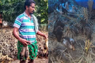 താറാവ് കർഷകർ വാർത്ത Bird flu news പക്ഷിപ്പനി വാർത്ത Duck farmers news