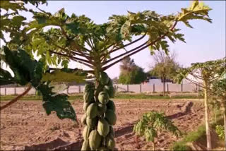 horticulture dept initiate to grow papaya organic farming in Palwal.