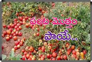 Heavy tomato crop damage with premature rainfall in bikkanoor