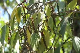 There is no price or harvest; Pepper farmers in Idukki face crisis  Pepper farmers in Idukki face crisis  വിലയും വിളവുമില്ല  ഇടുക്കിയിലെ കുരുമുളക് കര്‍ഷകര്‍ പ്രതിസന്ധിയിൽ