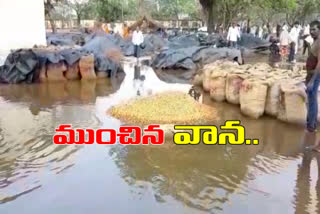 Turmeric Drenched with rain at metpally