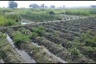 crop is getting spoiled due to dirty water of pond in delhi