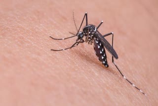 dengue-malaria in palwal