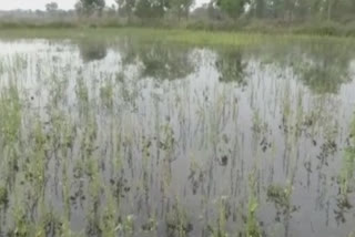 crop damage caused by canal flooding