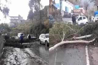 Trees fell on the road from the storm in Karsog