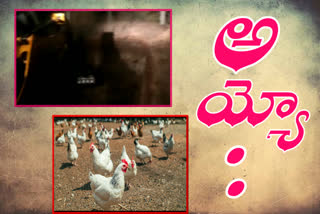 alive hens buried in somamdepalli