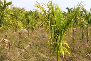 পানীৰ অভাৱত বাক্সাৰ অন্থাইবাৰীত তামোলৰ গছত অচিন ৰোগ