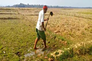 এটা ধানৰ পৰা বিপ্লৱ সৃষ্টি কৰা গোৱালপাৰাৰ উপেন্দ্ৰ ৰাভা