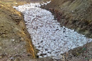 More than 12,000 chickens killed in Kalghatgi