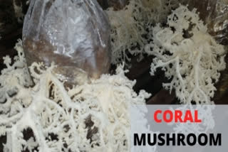 Coral Mushroom