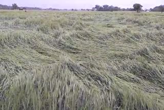 crop loss after heavy rain
