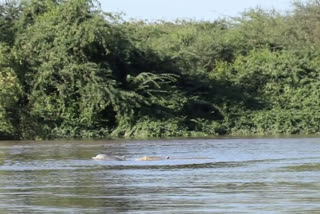 Humpback dolphin fish were found in Navsari Purna river