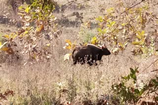 Villagers panic after seeing forest buffalo in village