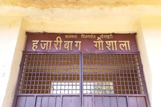 Hazaribagh Pinjarapol Gaushala undergoing economic recession