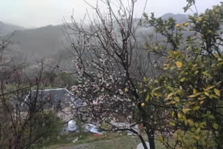 Stone fruit damaged in karsog