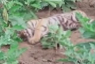 A tiger calf found dead in the farm the cause of death is unclear