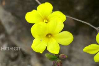 phuldei-festival-in-uttarakhand