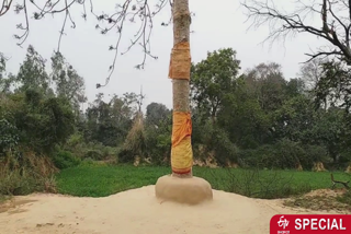 ramnami tree