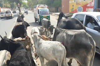 Causing accident of stray cattle