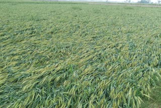 Damage to crops due to rain and hail