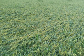 Damage to crops due to rain and hail in nuh