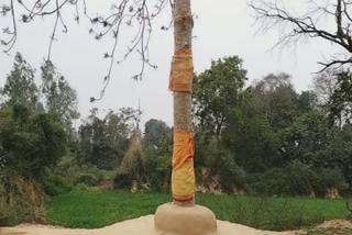 राम नामी वृक्ष