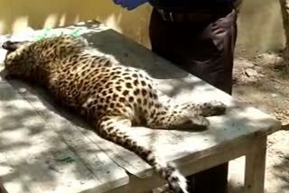 vellore at Pernampattu 6 month old leopard cub died